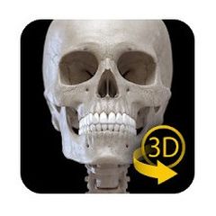 Scheletro | Anatomia 3D