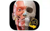Muscoli | Scheletro - Atlante di Anatomia 3D