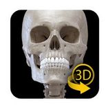 Scheletro | Anatomia 3D