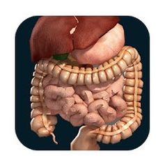 Organi interni 3D (anatomia)