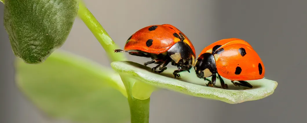 git-bug: bug tracker per git