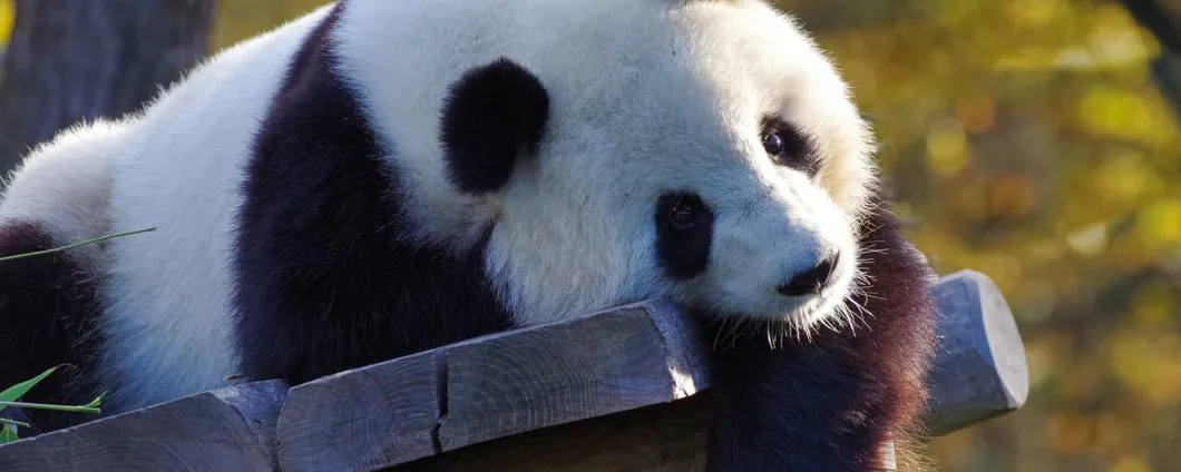 Koske, il nuovo malware Linux nascosto nelle immagini di panda: minaccia evoluta con IA